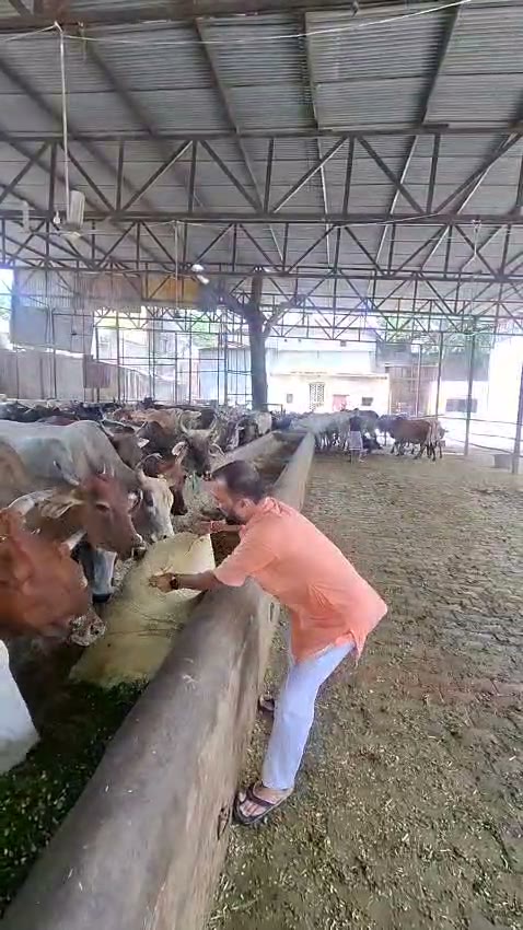 Cows being fed, gau seva
